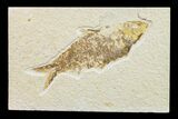 Fossil Fish (Knightia) - Wyoming #159544-1